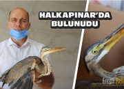 Halkapınar’da Balaban Kuşu bulundu